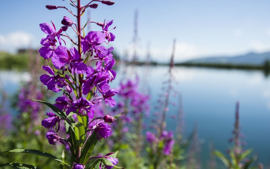 Alpenblumen in Wagrain © SalzburgerLand_Erwin-Haiden