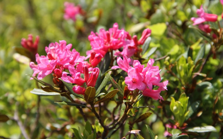 Alpenrosen in voller Blüte © TVB Wagrain Kleinarl