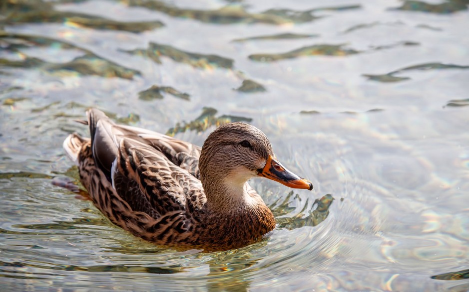 Ente schwimmt im See in Wagrain © TVB Wagrain-Kleinarl